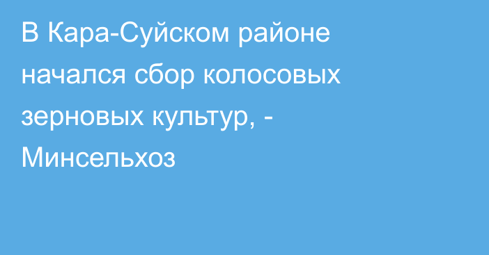 В Кара-Суйском районе начался сбор колосовых зерновых культур, - Минсельхоз
