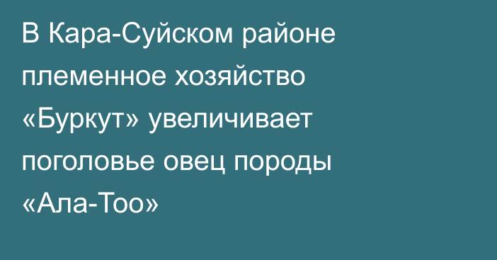 В Кара-Суйском районе племенное хозяйство «Буркут» увеличивает поголовье овец породы «Ала-Тоо»