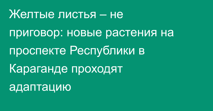 Желтые листья – не приговор: новые растения на проспекте Республики в Караганде проходят адаптацию