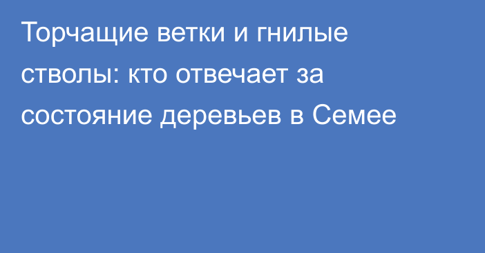 Торчащие ветки и гнилые стволы: кто отвечает за состояние деревьев в Семее