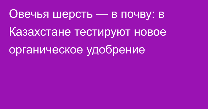 Овечья шерсть — в почву: в Казахстане тестируют новое органическое удобрение