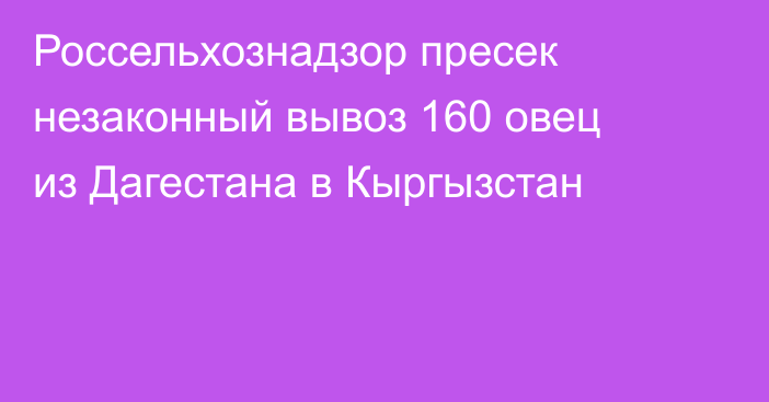 Россельхознадзор пресек незаконный вывоз 160 овец из Дагестана в Кыргызстан