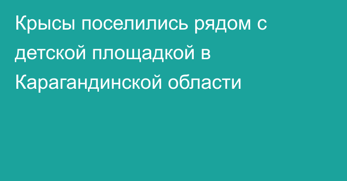 Крысы поселились рядом с детской площадкой в Карагандинской области