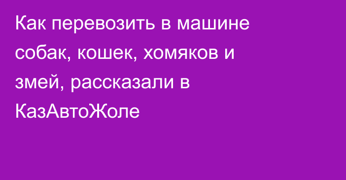 Как перевозить в машине собак, кошек, хомяков и змей, рассказали в КазАвтоЖоле