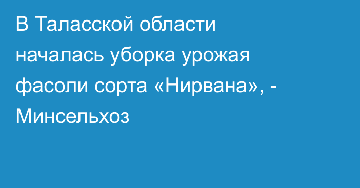 В Таласской области началась уборка урожая фасоли сорта «Нирвана», - Минсельхоз