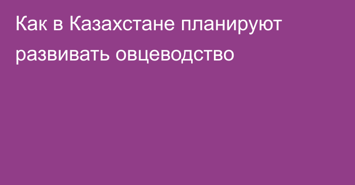 Как в Казахстане планируют развивать овцеводство