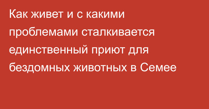 Как живет и с какими проблемами сталкивается единственный приют для бездомных животных в Семее