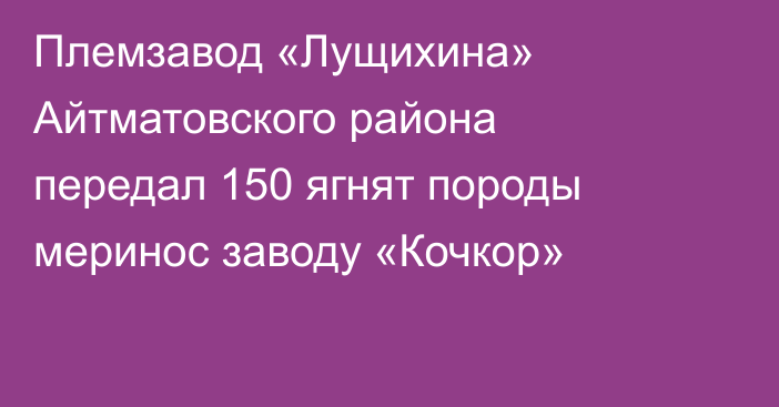 Племзавод «Лущихина» Айтматовского района передал 150 ягнят породы меринос заводу «Кочкор»