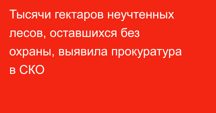 Тысячи гектаров неучтенных лесов, оставшихся без охраны, выявила прокуратура в СКО