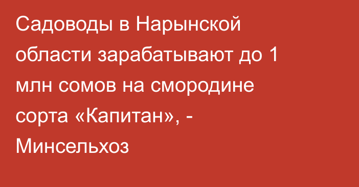 Садоводы в Нарынской области зарабатывают до 1 млн сомов на смородине сорта «Капитан», - Минсельхоз