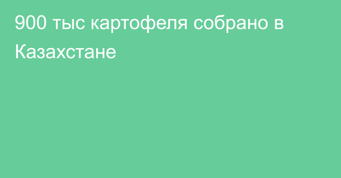 900 тыс картофеля собрано в Казахстане