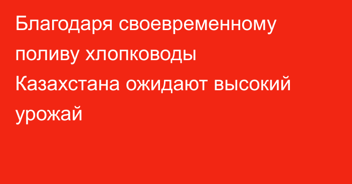 Благодаря своевременному поливу хлопководы Казахстана ожидают высокий урожай