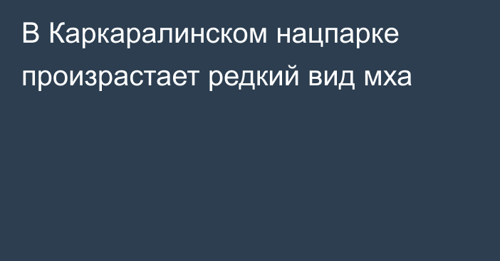 В Каркаралинском нацпарке произрастает редкий вид мха