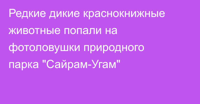Редкие дикие краснокнижные животные попали на фотоловушки природного парка 