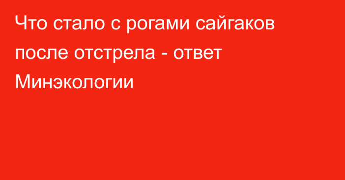 Что стало с рогами сайгаков после отстрела - ответ Минэкологии