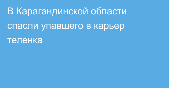 В Карагандинской области спасли упавшего в карьер теленка