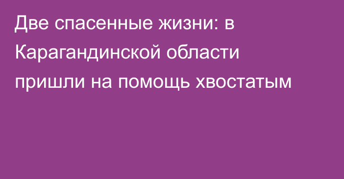 Две спасенные жизни: в Карагандинской области пришли на помощь хвостатым