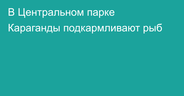 В Центральном парке Караганды подкармливают рыб