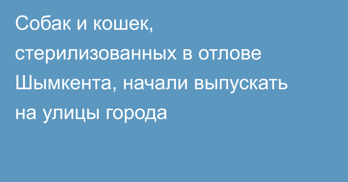 Собак и кошек, стерилизованных в отлове Шымкента, начали выпускать на улицы города