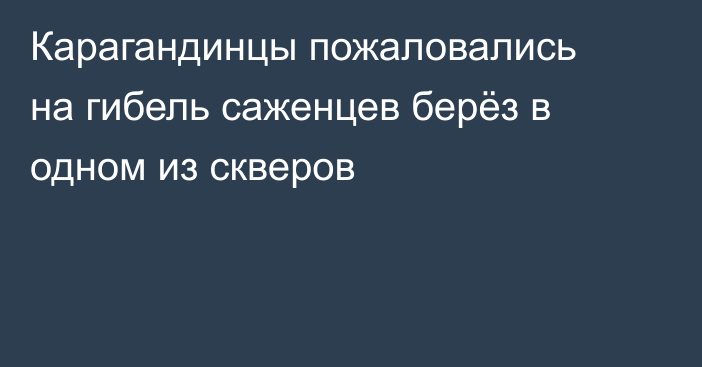 Карагандинцы пожаловались на гибель саженцев берёз в одном из скверов
