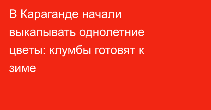 В Караганде начали выкапывать однолетние цветы: клумбы готовят к зиме