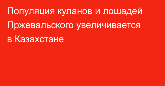 Популяция куланов и лошадей Пржевальского увеличивается в Казахстане