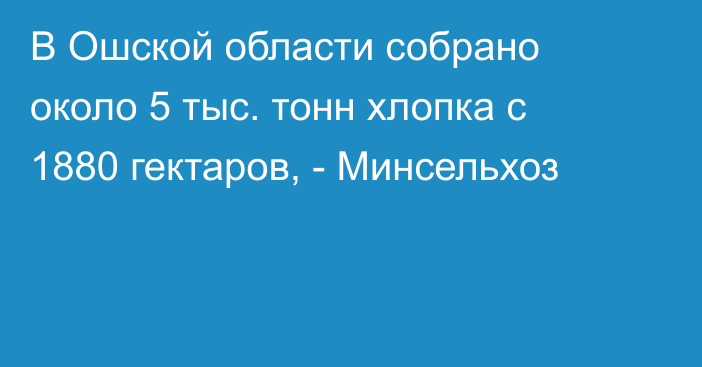 В Ошской области собрано около 5 тыс. тонн хлопка с 1880 гектаров,  - Минсельхоз