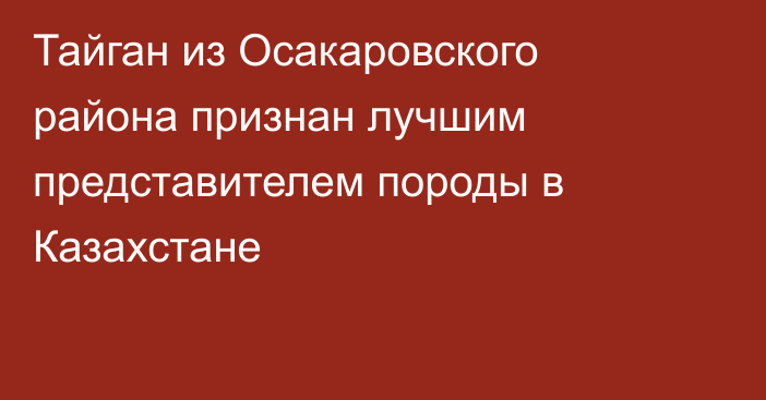 Тайган из Осакаровского района признан лучшим представителем породы в Казахстане