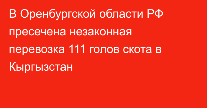 В Оренбургской области РФ пресечена незаконная перевозка 111 голов скота в Кыргызстан