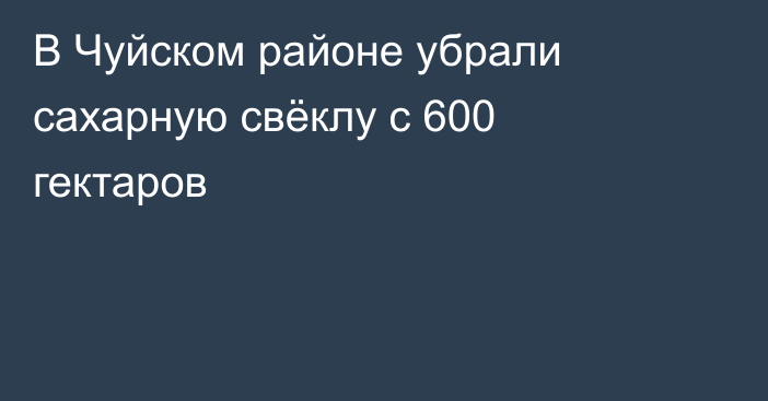 В Чуйском районе убрали сахарную свёклу с 600 гектаров