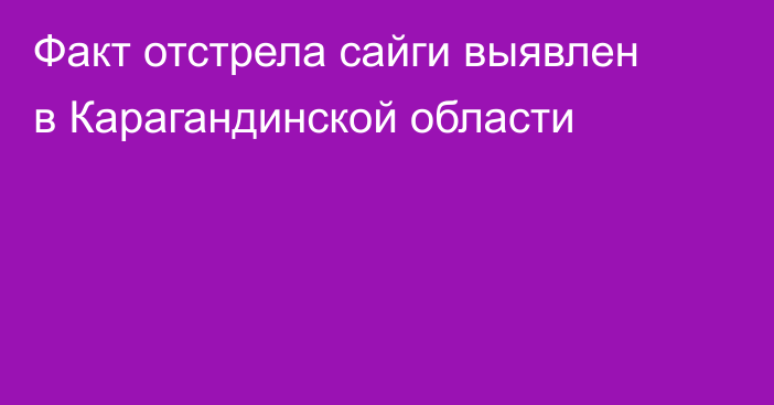 Факт отстрела сайги выявлен в Карагандинской области