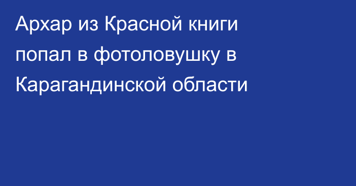 Архар из Красной книги попал в фотоловушку в Карагандинской области