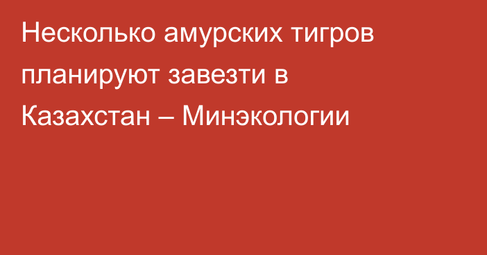 Несколько амурских тигров планируют завезти в Казахстан – Минэкологии