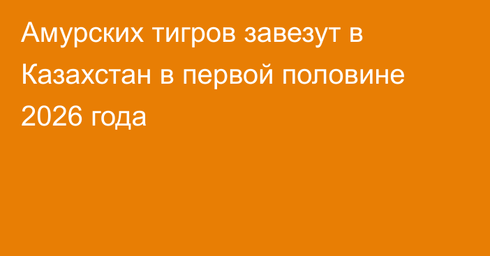 Амурских тигров завезут в Казахстан в первой половине 2026 года