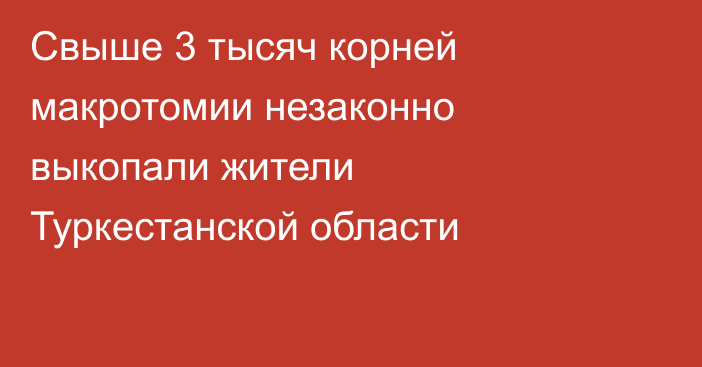 Свыше 3 тысяч корней макротомии незаконно выкопали жители Туркестанской области