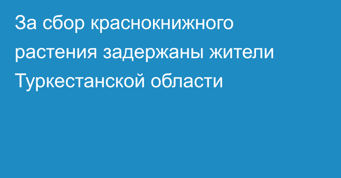 За сбор краснокнижного растения задержаны жители Туркестанской области
