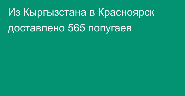 Из Кыргызстана в Красноярск доставлено 565 попугаев