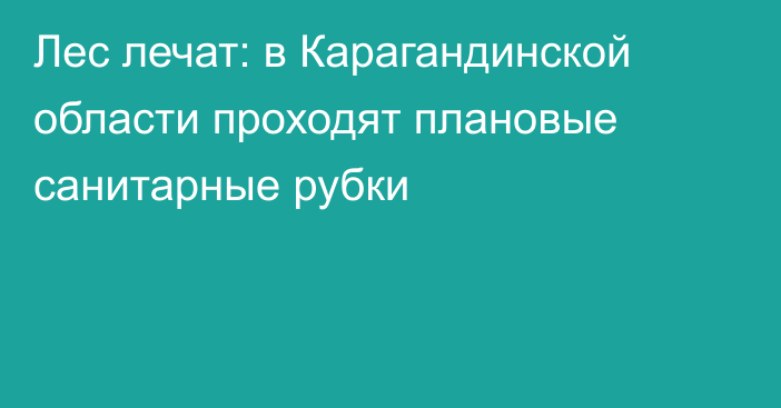 Лес лечат: в Карагандинской области проходят плановые санитарные рубки