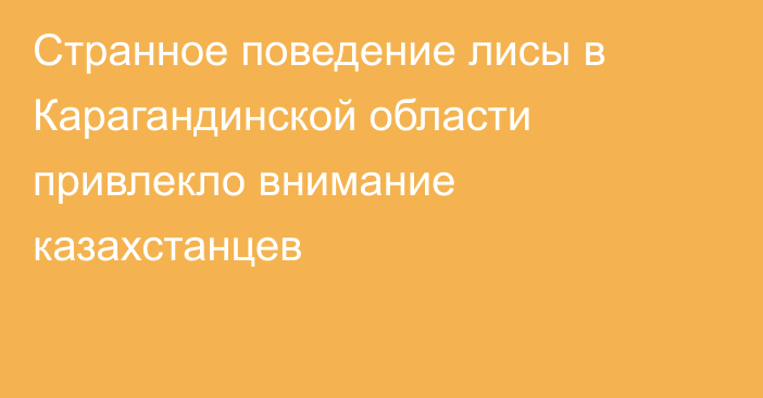 Странное поведение лисы в Карагандинской области привлекло внимание казахстанцев
