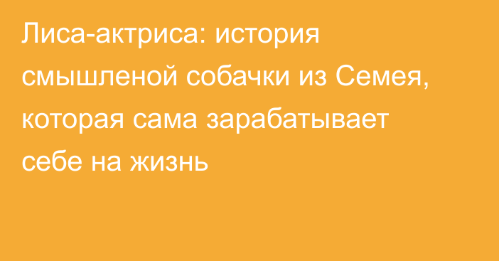 Лиса-актриса: история смышленой собачки из Семея, которая сама зарабатывает себе на жизнь