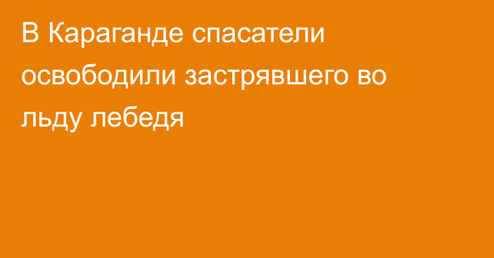 В Караганде спасатели освободили застрявшего во льду лебедя