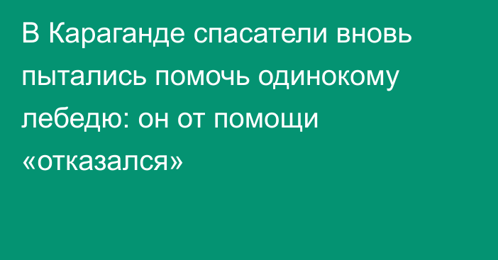 В Караганде спасатели вновь пытались помочь одинокому лебедю: он от помощи «отказался»