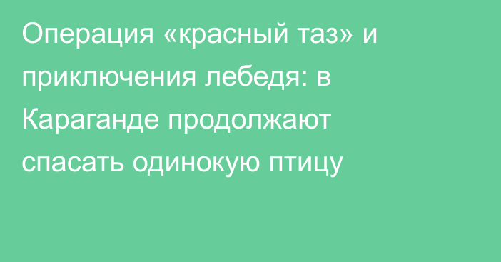 Операция «красный таз» и приключения лебедя: в Караганде продолжают спасать одинокую птицу