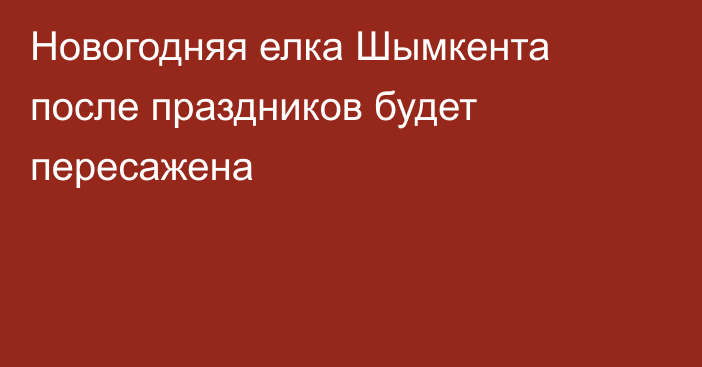 Новогодняя елка Шымкента после праздников будет пересажена
