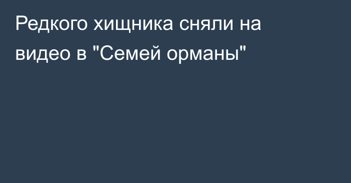 Редкого хищника сняли на видео в 