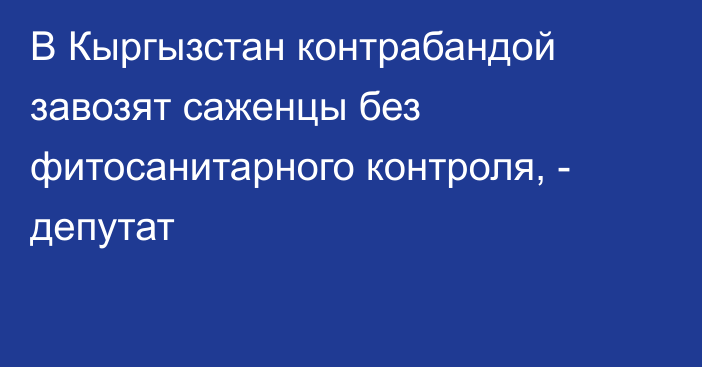 В Кыргызстан контрабандой завозят саженцы без фитосанитарного контроля, - депутат 