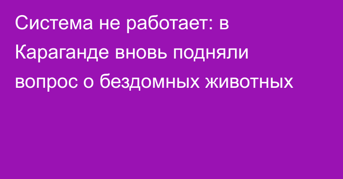 Система не работает: в Караганде вновь подняли вопрос о бездомных животных