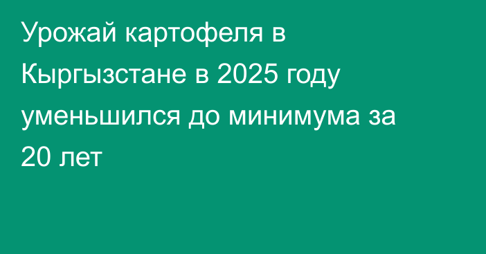 Урожай картофеля в Кыргызстане в 2025 году уменьшился до минимума за 20 лет