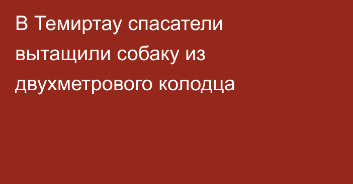 В Темиртау спасатели вытащили собаку из двухметрового колодца