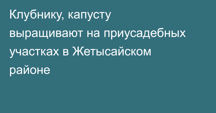 Клубнику, капусту выращивают на приусадебных участках в Жетысайском районе